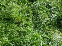 Production d'herbe (graminées et légumineuses) le 6 octobre 2015