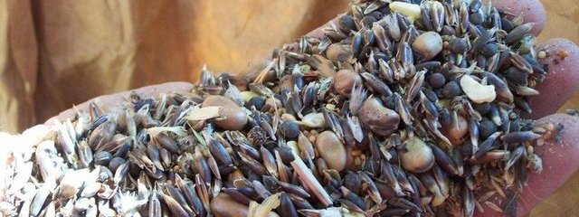 mélange méteil