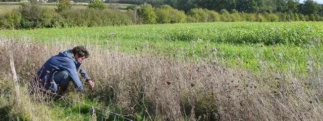 Bande fleurie en bordure de parcelle
