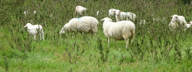 Brebis dans les Landes à genêt