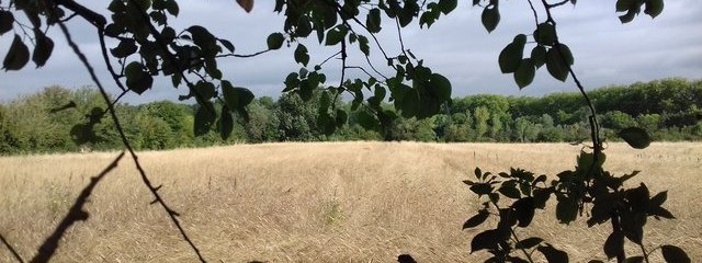 Petit épeautre