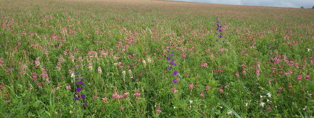 Pied d’alouette d’Espagne dans prairie de sainfoin Consolida hispanica