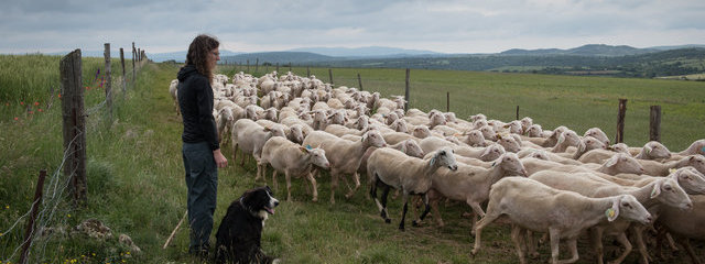 Brebis Lacaune crédit photo