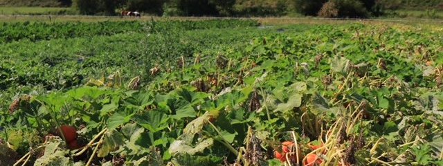 Courges