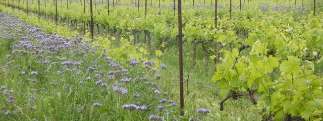 Couvert végétal composé de vesce commune de printemps, de trèfle incarnat, fenugrec, gesse, trèfle lotier, moutarde blanche antinematode, sarrasin, radis chinois, avoine rude diploide, phacélie, seigl