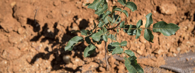 Pistachier (12/07/2019)