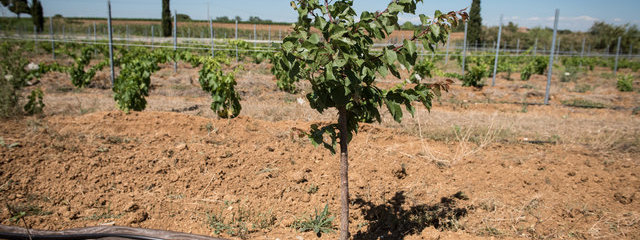 36-Abricotier (12/07/2019)