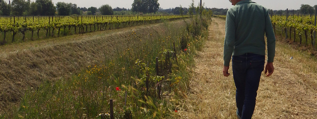 Haies plantées à l’automne 2017 (2/05/19)