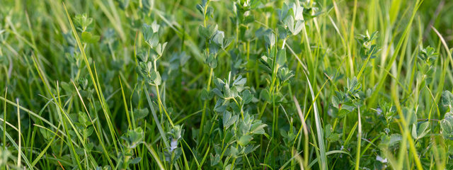Prairie multi-espèce