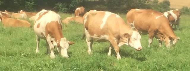 Race Simmental