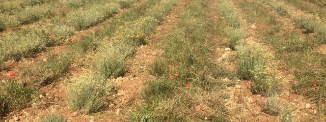 couvert inter-rang dans les rangs d’immortelles, travaillés sur 60 cm le long du rang
