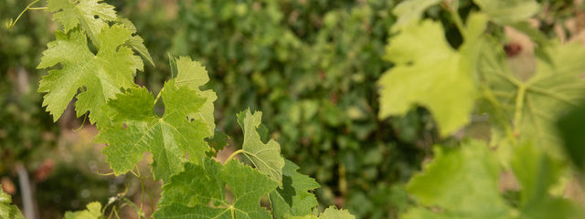 Vignes