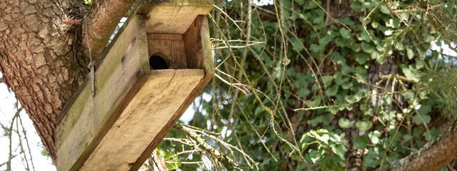 Nichoir à oiseau