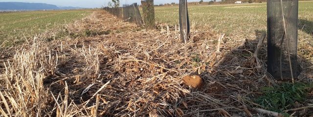 Agroforesterie en semis indirect