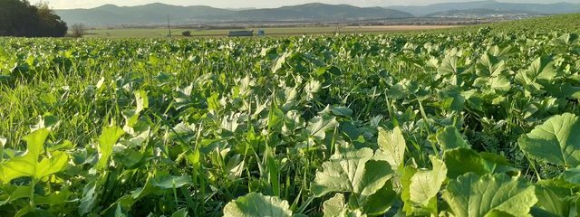 Mélange légumineuse avant maïs