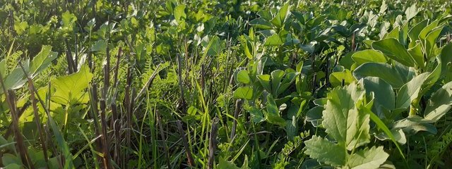 Zoom sur le couvert paille avant le blé