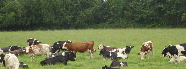 troupeau pâturant