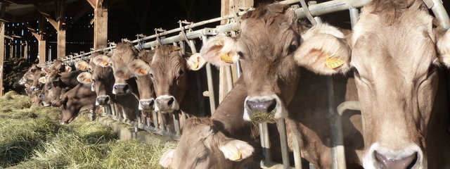 Vaches laitières