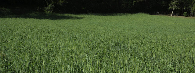 Méteil (mi-mai 2015)