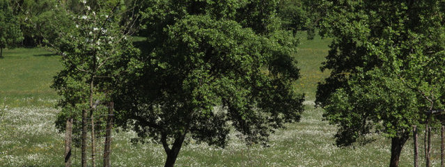 Pommiers