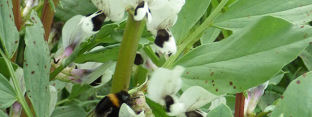 Pollinisateurs