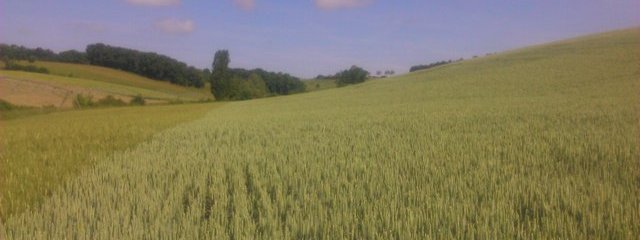 Blé (juin 2015)