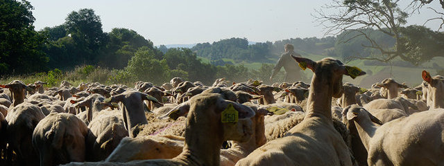 Brebis Lacaune. Le lait se destine à la filière Roquefort.