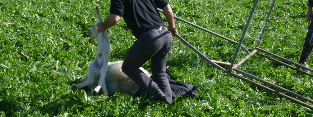Adoption d'un agneau