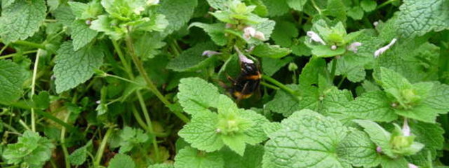 Bourdon terrestre sur lamier pourpre