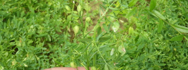 Lentille
