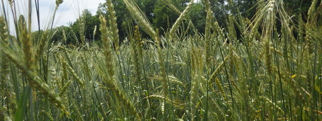Blé population : mélanges longs (pailles hautes à 1,70 m)