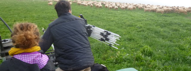 Rassemblement des brebis