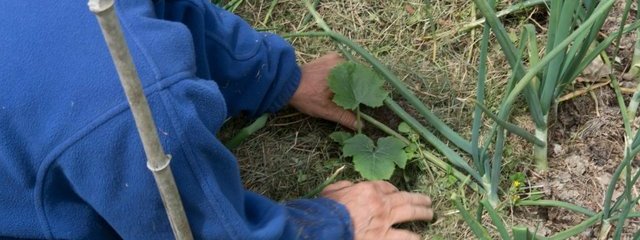 Plantation de courges dans le mulch (4/05/2016)