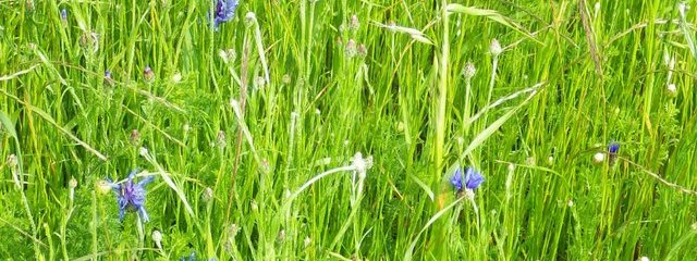 Bande fleurie au 24/05/2016