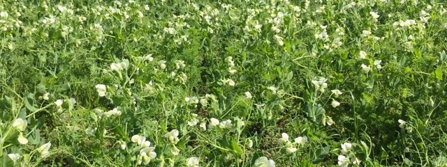 Floraison du pois (26/04/2016)
