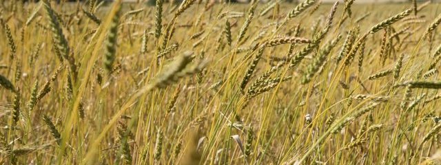 Blé de variétés anciennes au 16/06/2016