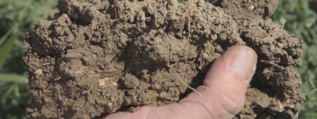 Sol humide et aéré favorable à l’implantation du Sorgho fourrager en semis-direct 