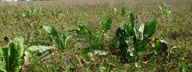 PT mélangées (y compris chicorée, plante à tanins)