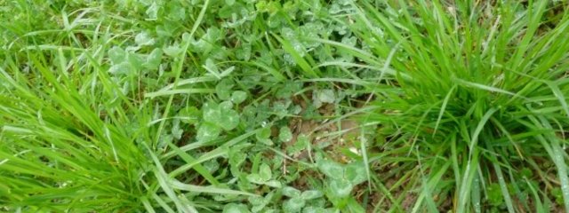 Prairies temporaires mélangées TV, TB (3 variétés : nain, rampant et géant), fétuque des prés au 7/03/2016)