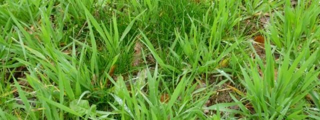 mélange vesce – avoine au 7/03/2016
