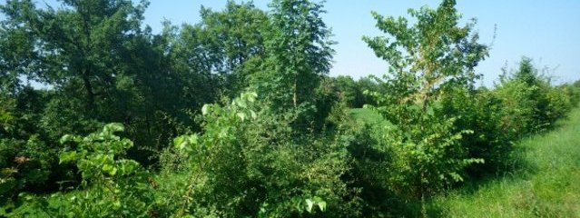 Haies (25/07/2016)