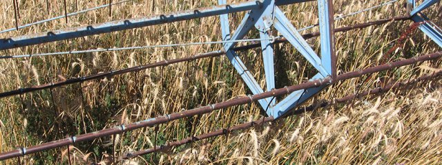 Moisson du blé (juillet)