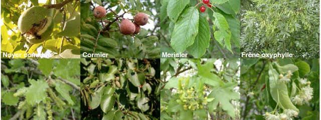 Essences des arbres implantés en agroforesterie