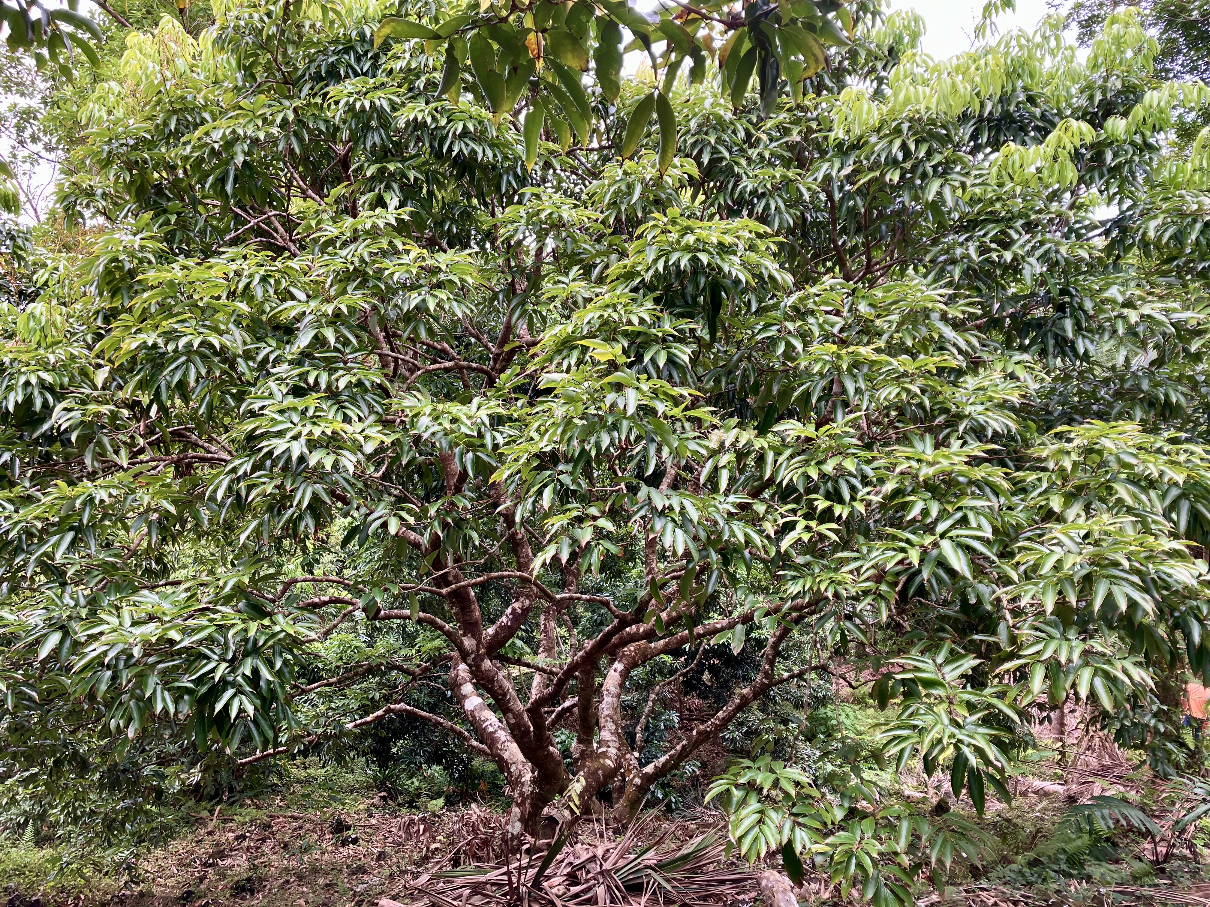 Arbre à letchi en production – concession Donnay