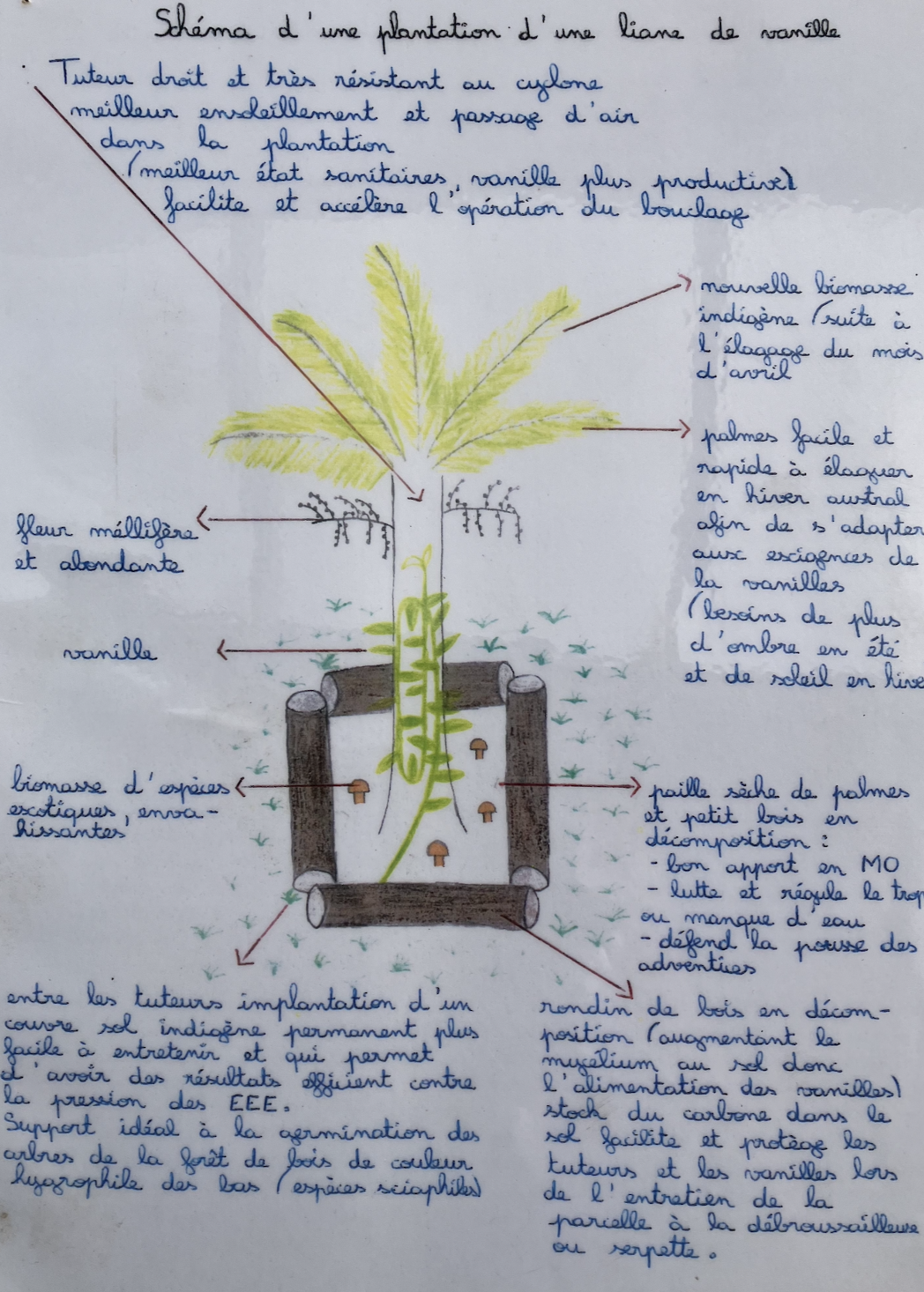 Schéma d'une plantation d'une liane de vanille