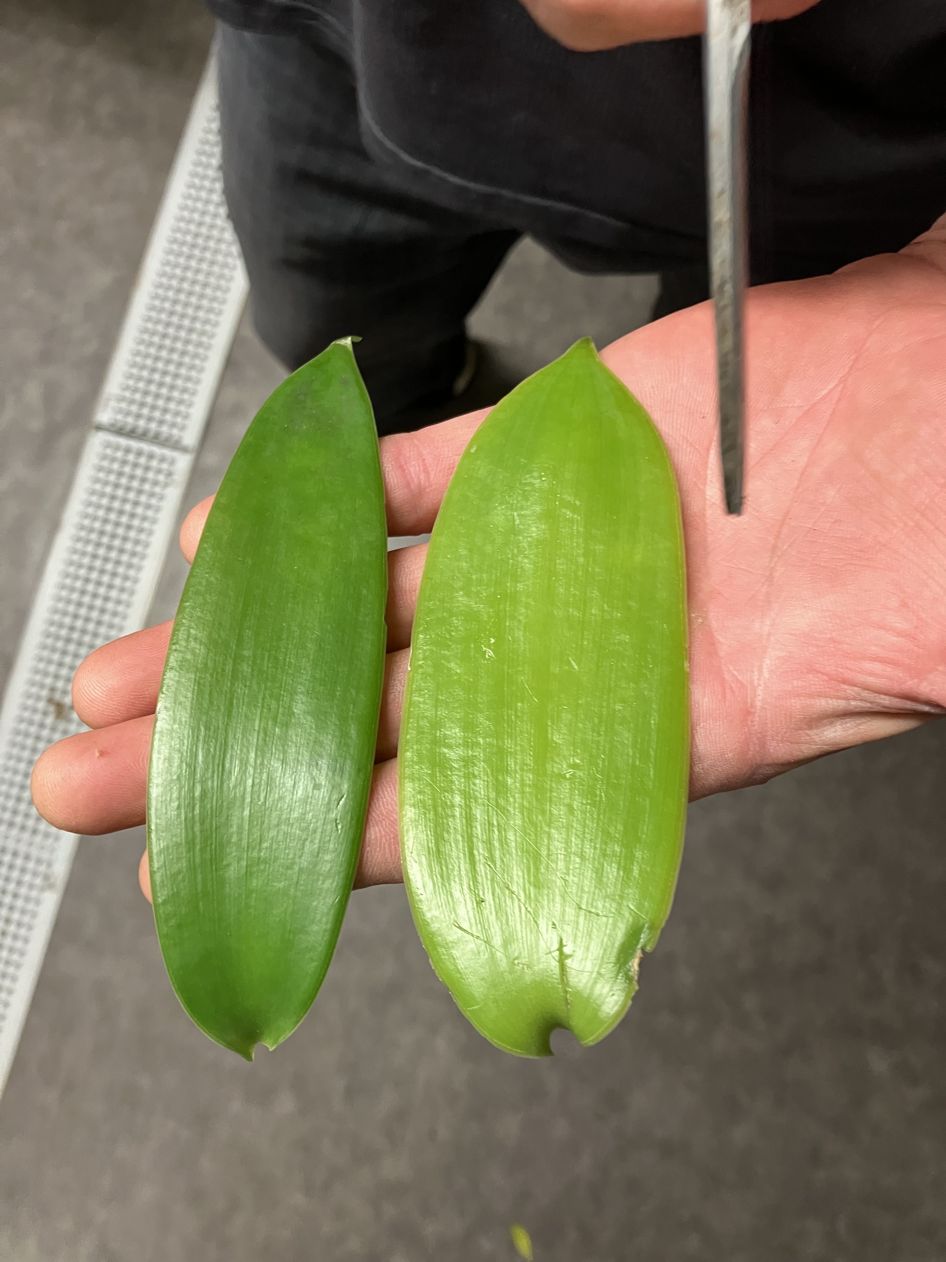 Feuilles de vanille