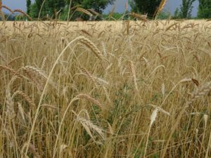 Photo de l'exploitation de Philippe Guichard