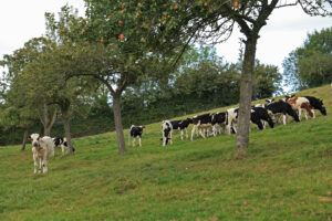 Photo du pré-verger de l'exploitation de Patrice et Michèle Giard