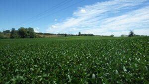 Photo de l'exploitation d'Alain et Didier Daguzan