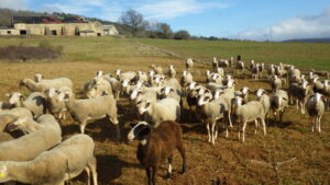 Photo de l'exploitation de Laurent Réversat